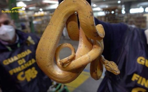 ROMA: MAXI SEQUESTRO DI SPECIE PROTETTE