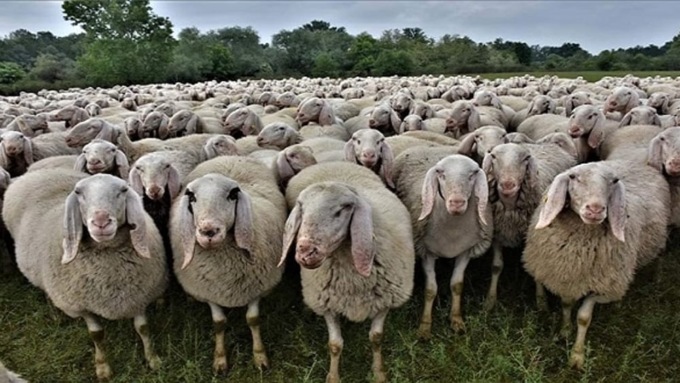 PRIVERNO: L’ARTE DELLA TOSATURA DELLE PECORE