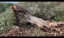 TERRACINA: MONTE CUCCA, DISTRUTTI ALBERI DI ULIVO