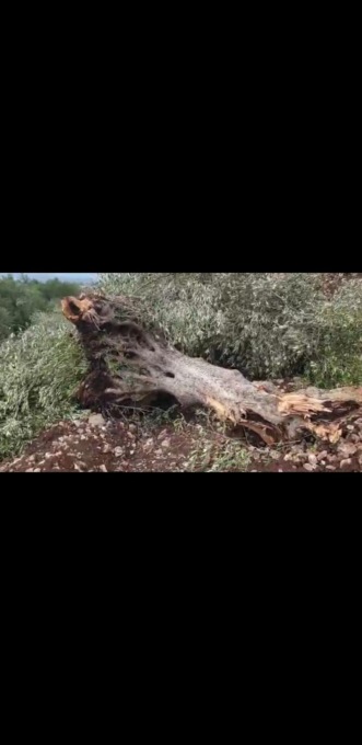 TERRACINA: MONTE CUCCA, DISTRUTTI ALBERI DI ULIVO