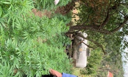 ANGUILLARA SABAZIA: COLTIVAVA MARIJUANA NEL GIARDINO DI CASA, ARRESTATO