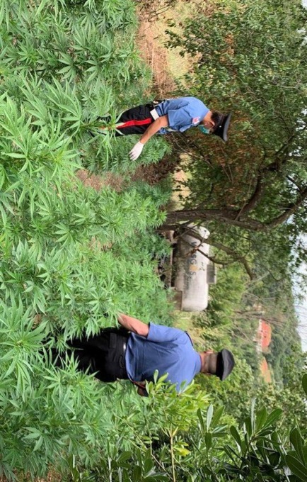ANGUILLARA SABAZIA: COLTIVAVA MARIJUANA NEL GIARDINO DI CASA, ARRESTATO