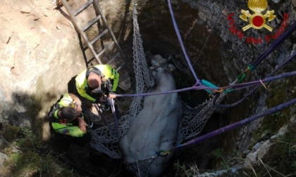 VALLECORSA: TORO CADUTO IN UN POZZO SALVATO DAI VIGILI DEL FUOCO