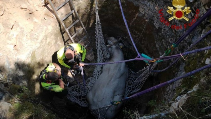 VALLECORSA: TORO CADUTO IN UN POZZO SALVATO DAI VIGILI DEL FUOCO