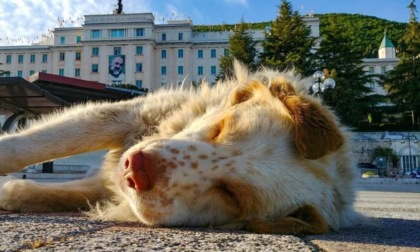 SORIANO NEL CIMINO: UCCISO A COLTELLATE IL CANE DI QUARTIERE