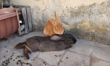 ROMA: CONIGLI IN CATENE SOTTO IL SOLE, SALVATI