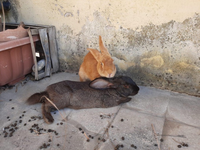 ROMA: CONIGLI IN CATENE SOTTO IL SOLE, SALVATI