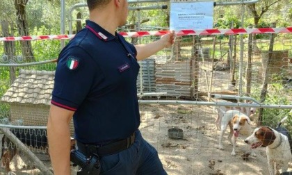 SESSA AURUNCA: SEQUESTRATO CANILE ABUSIVO