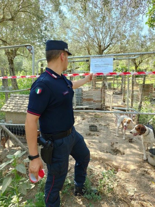 SESSA AURUNCA: SEQUESTRATO CANILE ABUSIVO