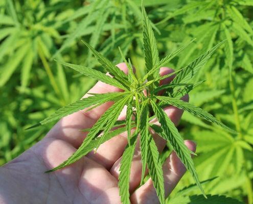 NETTUNO: COLTIVA MARIJUANA IN CASA, ARRESTATO