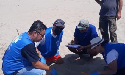 FONDI/SPERLONGA: UN NUOVO NIDO DI TARTARUGHE CARETTA CARETTA