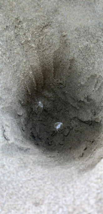 S.FELICE CIRCEO: TARTARUGA DEPOSITA 140 UOVA