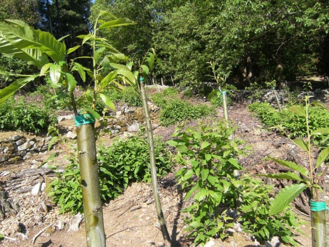 MONTI LEPINI: CASTAGNE, IL SEGRETO DEGLI INNESTI
