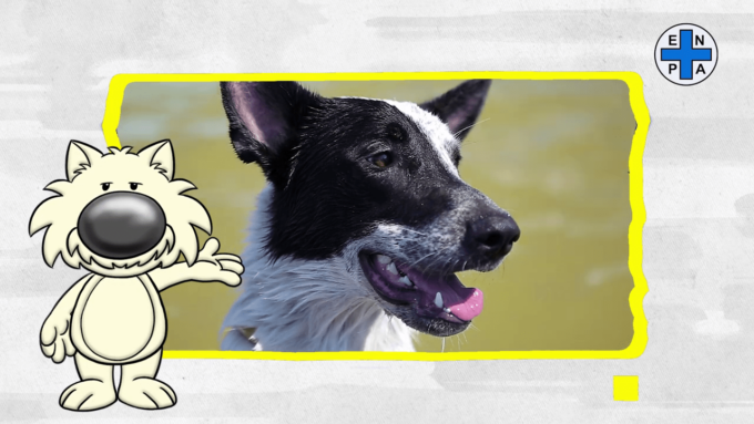 EMERGENZA CALDO: IL VADEMECUM PER GLI ANIMALI