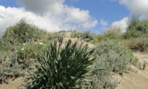 OSTIA/TERRACINA: "FRAMMENTI DI NATURA" PER EVITARE IL DEGRADO