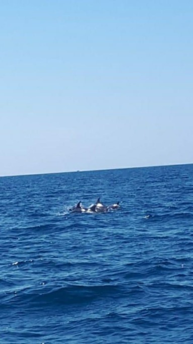 ROMA: TORVAJANICA, AVVISTATO BRANCO DI DELFINI