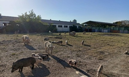 ROMA: SFATTORIA, ANIMALI SALVI FINO AL 12 SETTEMBRE