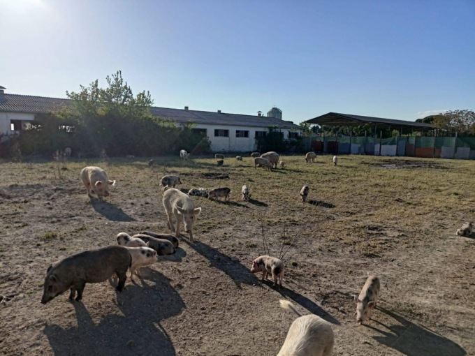 ROMA: SFATTORIA, ANIMALI SALVI FINO AL 12 SETTEMBRE