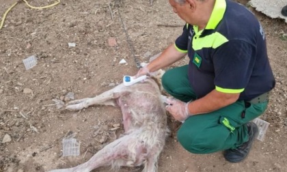 POMEZIA: MORTO UN CANE IN CATENA, DENUNCIATO