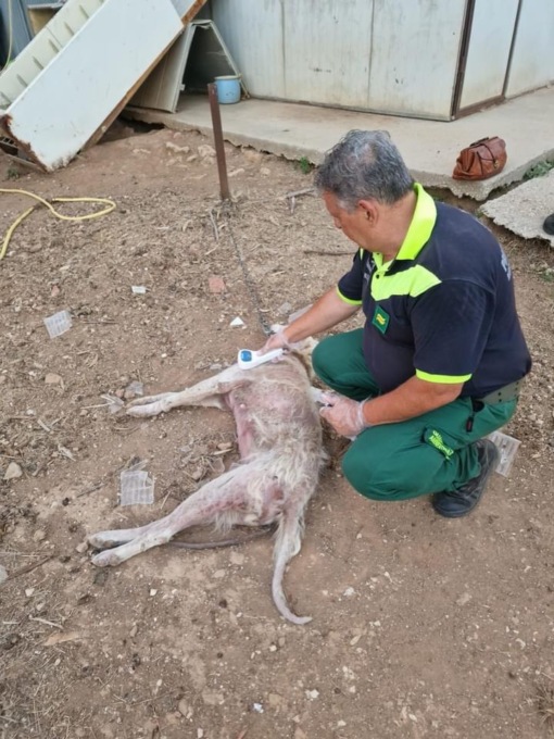 POMEZIA: MORTO UN CANE IN CATENA, DENUNCIATO