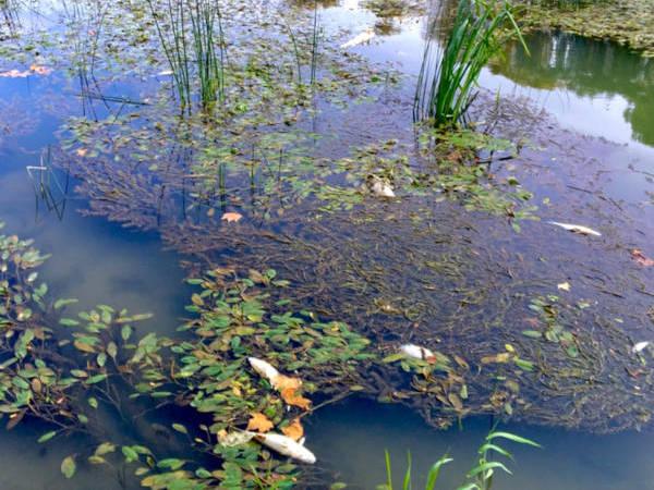 ROMA: TEVERE, SI RISCHIANO NUOVE MORIE DI PESCI