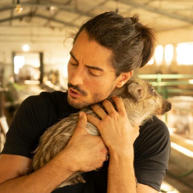 ROMA: PESTE SUINA, VERRANNO ABBATTUTI I MAIALI DEL RIFUGIO