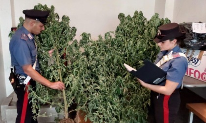 CORI: DROGA COLTIVATA NEL GIARDINO, ARRESTATO