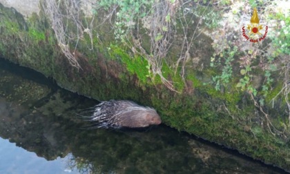 RIETI: SALVATO UN ISTRICE CADUTO IN UN CANALE
