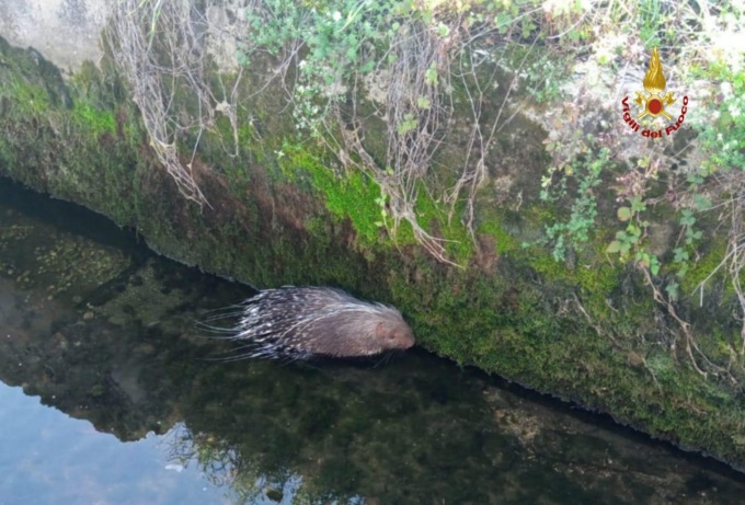 RIETI: SALVATO UN ISTRICE CADUTO IN UN CANALE