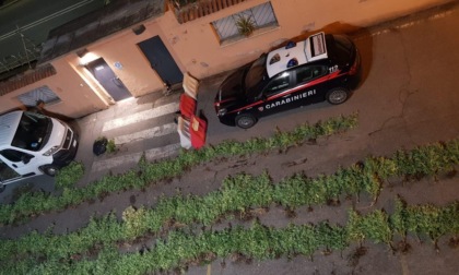 CAMPAGNANO DI ROMA: SCOPERTA PIANTAGIONE DI MARIJUANA
