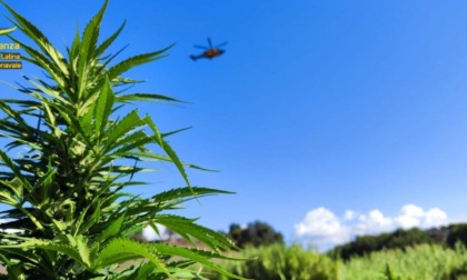 APRILIA: SEQUESTRATA PIANTAGIONE DI MARIJUANA