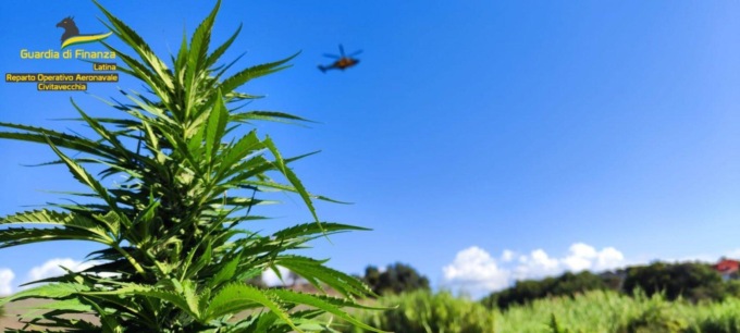APRILIA: SEQUESTRATA PIANTAGIONE DI MARIJUANA