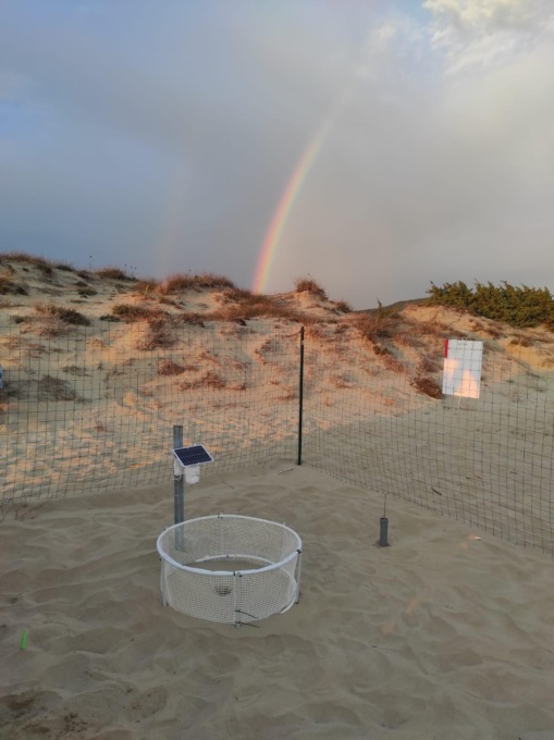 FONDI: TARTARUGHE, DISMESSO IL RECINTO. NATE 41 CARETTA CARETTA