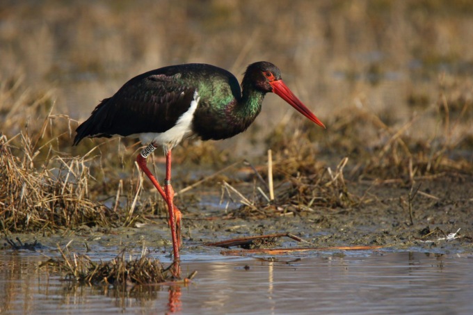 Cina: avvistata rara cicogna nera nei monti Qilian