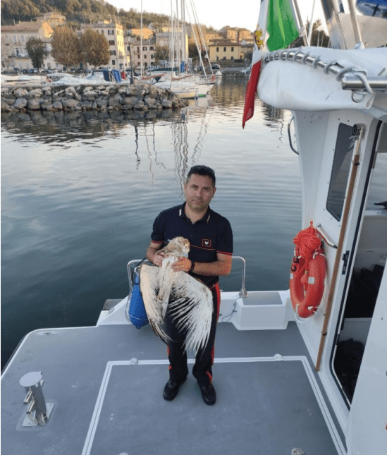 BOLSENA: SALVATA NEL LAGO UN’AQUILA DEI SERPENTI