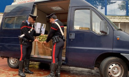 CERVETERI: SCOPERTA PIANTAGIONE DI MARIJUANA