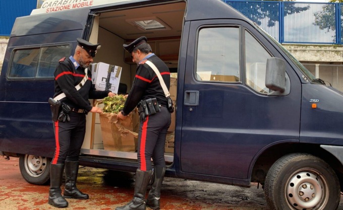 CERVETERI: SCOPERTA PIANTAGIONE DI MARIJUANA