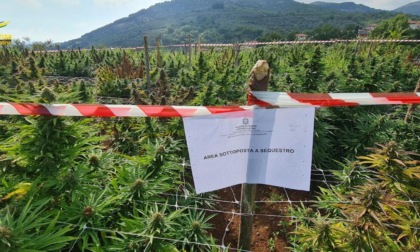 SEZZE: SEQUESTRATA UNA PIANTAGIONE DI CANAPA INDIANA