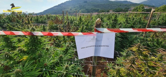 SEZZE: SEQUESTRATA UNA PIANTAGIONE DI CANAPA INDIANA