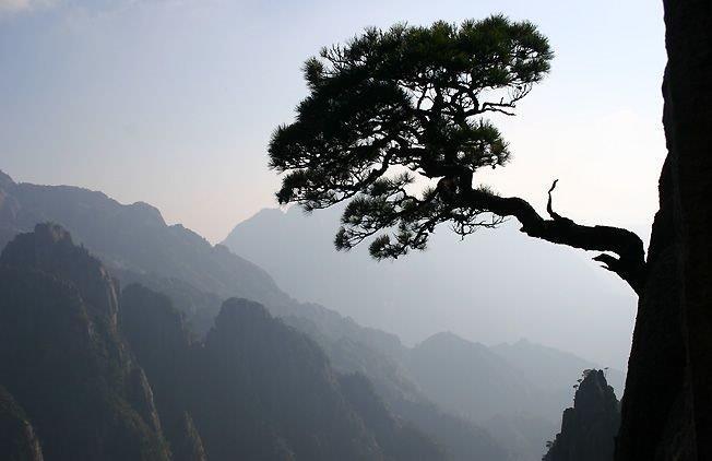 Cina: “esame fisico” per il famoso “pino che saluta gli ospiti”