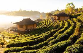 CINA: AGRICOLTORI DI NENJIANG BENEFICIANO DELL’E-COMMERCE RURALE