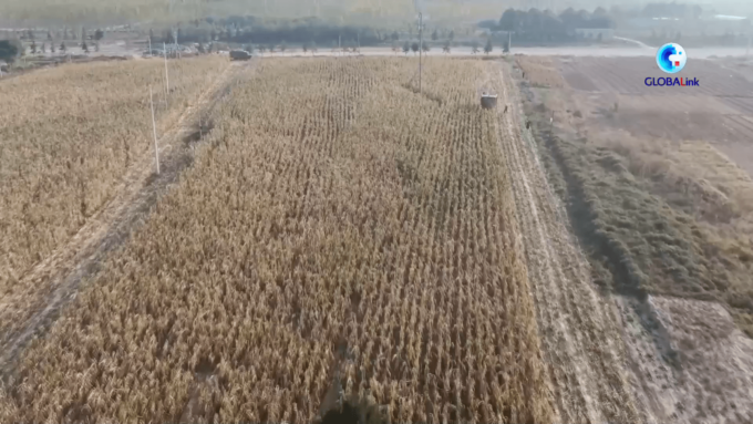 Cina: macchine agricole moderne aumentano l’efficienza del raccolto