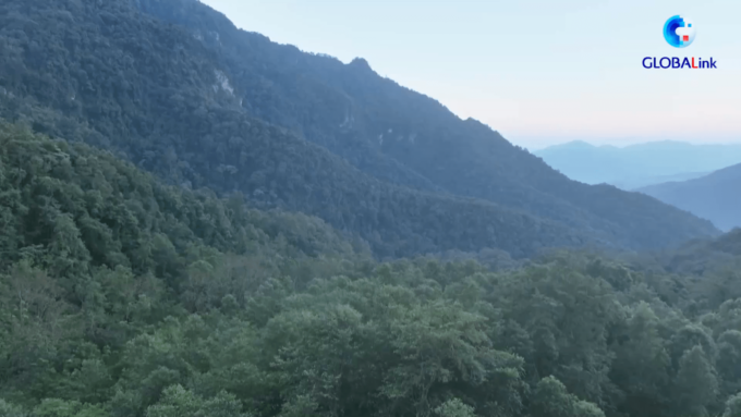 Cina: Yunnan, cresce la popolazione di gibboni a rischio estinzione