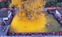 CINA: ALBERO DI GINKO VECCHIO DI 1.900 ANNI SI TINGE D'ORO IN AUTUNNO