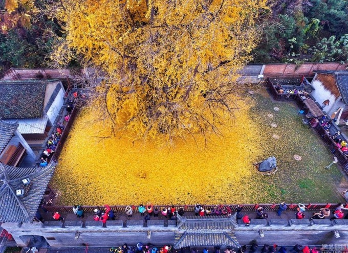 CINA: ALBERO DI GINKO VECCHIO DI 1.900 ANNI SI TINGE D’ORO IN AUTUNNO