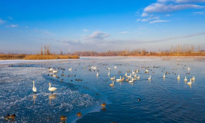 DUEMILA CIGNI SELVATICI AFFOLLANO UNA ZONA UMIDA NEL NORD DELLA CINA