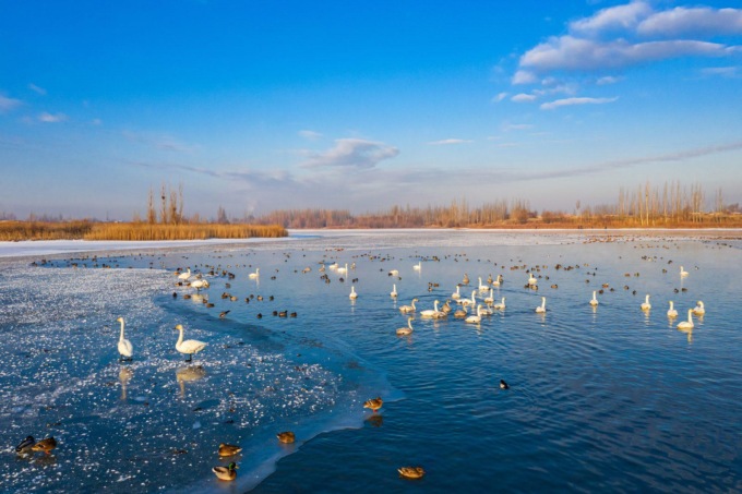 DUEMILA CIGNI SELVATICI AFFOLLANO UNA ZONA UMIDA NEL NORD DELLA CINA