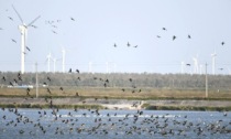 LE ZONE UMIDE DEL QIINGHAI: LA BELLEZZA DELLA BIODIVERSITA'