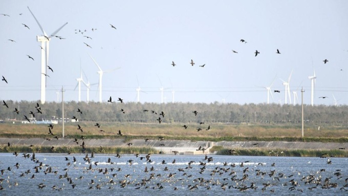 LE ZONE UMIDE DEL QIINGHAI: LA BELLEZZA DELLA BIODIVERSITA’