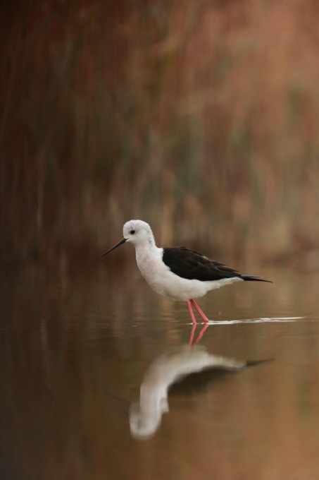 ROMA: FREDDO, L’APPELLO DELLA LIPU